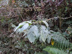 Witheringia solanacea