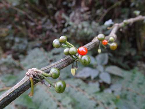 Witheringia solanacea, photograph 3