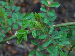Rosa multiflora