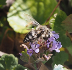 Melecta albifrons