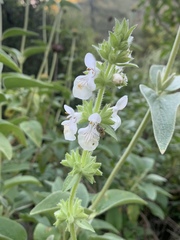 Stachys spinulosa