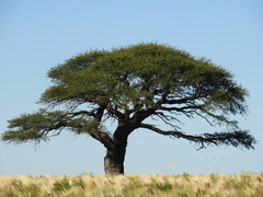 Prosopis caldenia