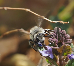 Melecta albifrons