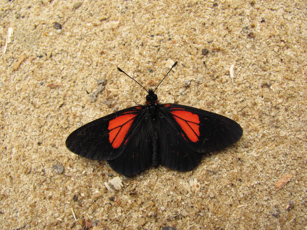 Actinote trinacria