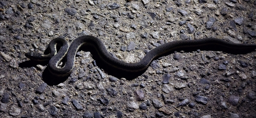 iNaturalist observation photo of Sierra Garter Snake