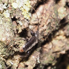 Phymatodes pusillus