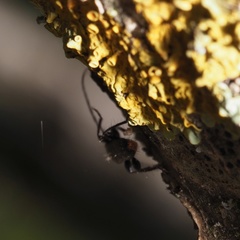Phymatodes pusillus