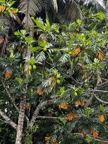 Artocarpus altilis observed 2026-07-12