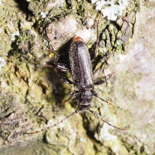 Phymatodes pusillus