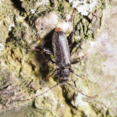 Phymatodes pusillus