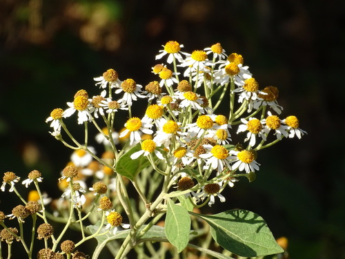 Podachaenium eminens