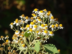 Podachaenium eminens