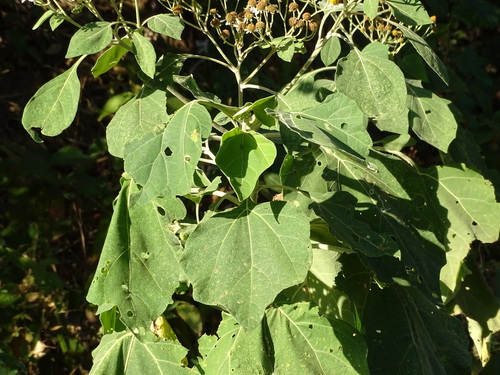 Podachaenium eminens, photograph 3