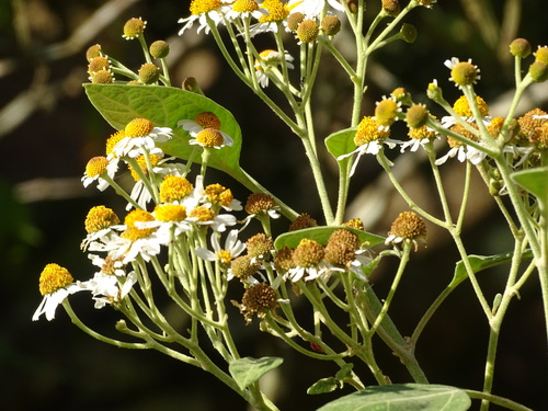 Podachaenium eminens, photograph 2