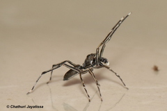 Spartaeus spinimanus