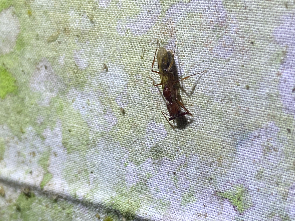 Odontomachus panamensis