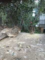 Coturnix