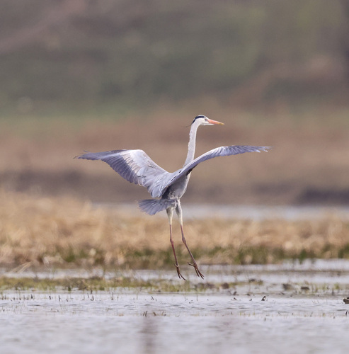 Grey Heron