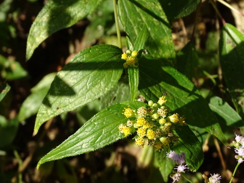 Alloispermum integrifolium, photograph 6