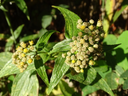 Alloispermum integrifolium, photograph 4