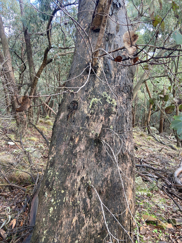 Eucalyptus nortonii, 2026-07-14
