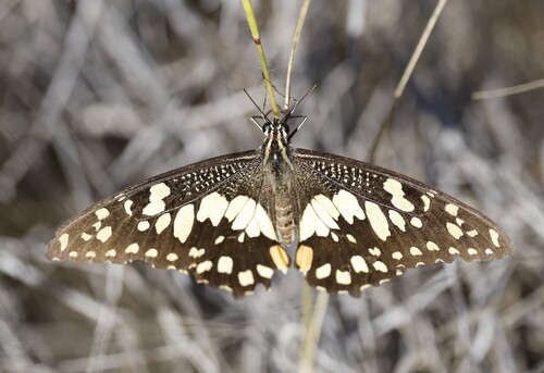 Chequered Swallowtail