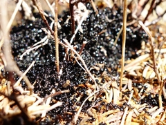 Dolichoderus taschenbergi