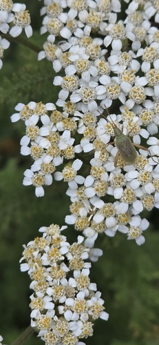iNaturalist observation photo of Harmostes reflexulus