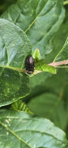 iNaturalist observation photo of Dendrometrinae