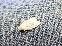 Durrantia piperatella