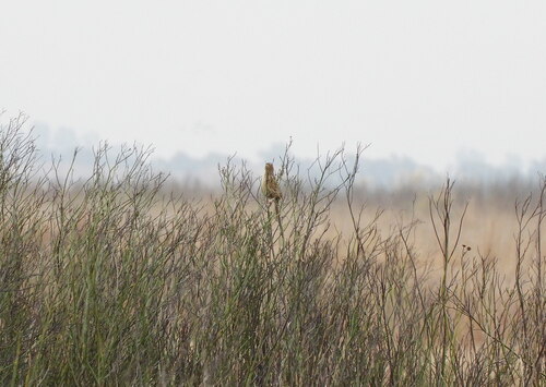Hudson's Canastero (Asthenes hudsoni), photo 5