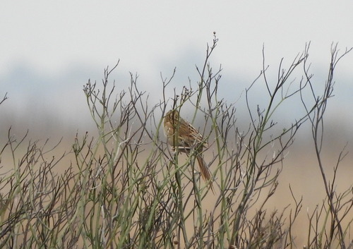 Hudson's Canastero (Asthenes hudsoni), photo 4