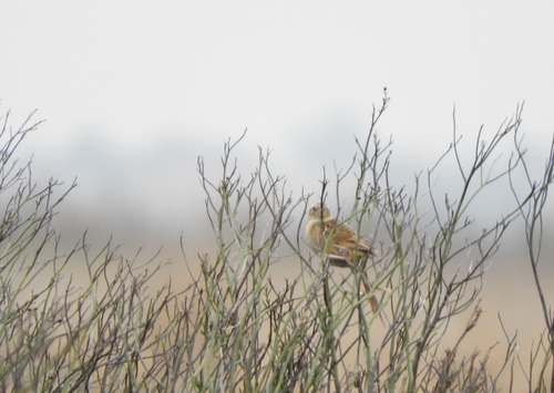 Hudson's Canastero (Asthenes hudsoni), photo 9