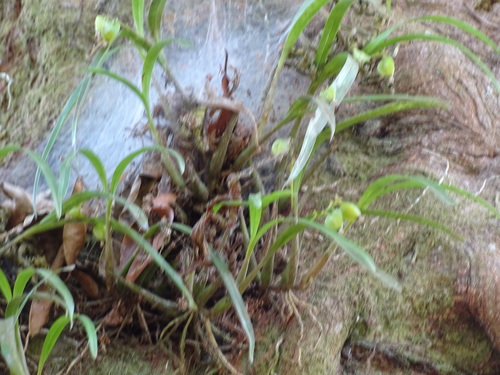 Scaphyglottis crurigera, photograph 3