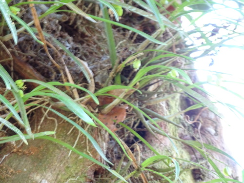 Scaphyglottis crurigera, photograph 5