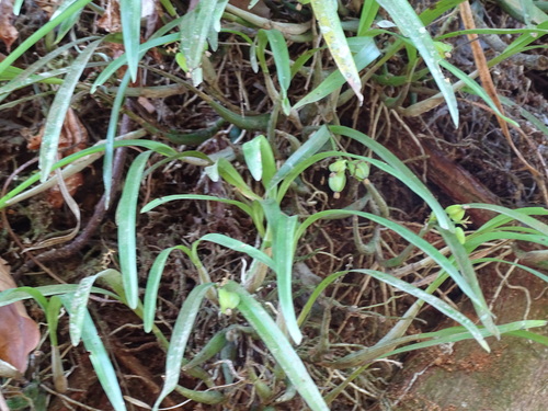 Scaphyglottis crurigera, photograph 2