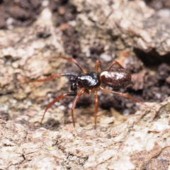 Hypsosinga sanguinea