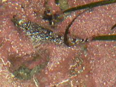 Oligocottinae