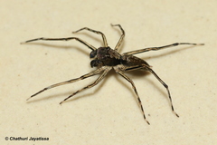 Spartaeus spinimanus