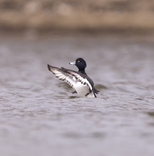 Tufted Duck