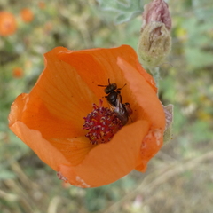 Macroteropsis