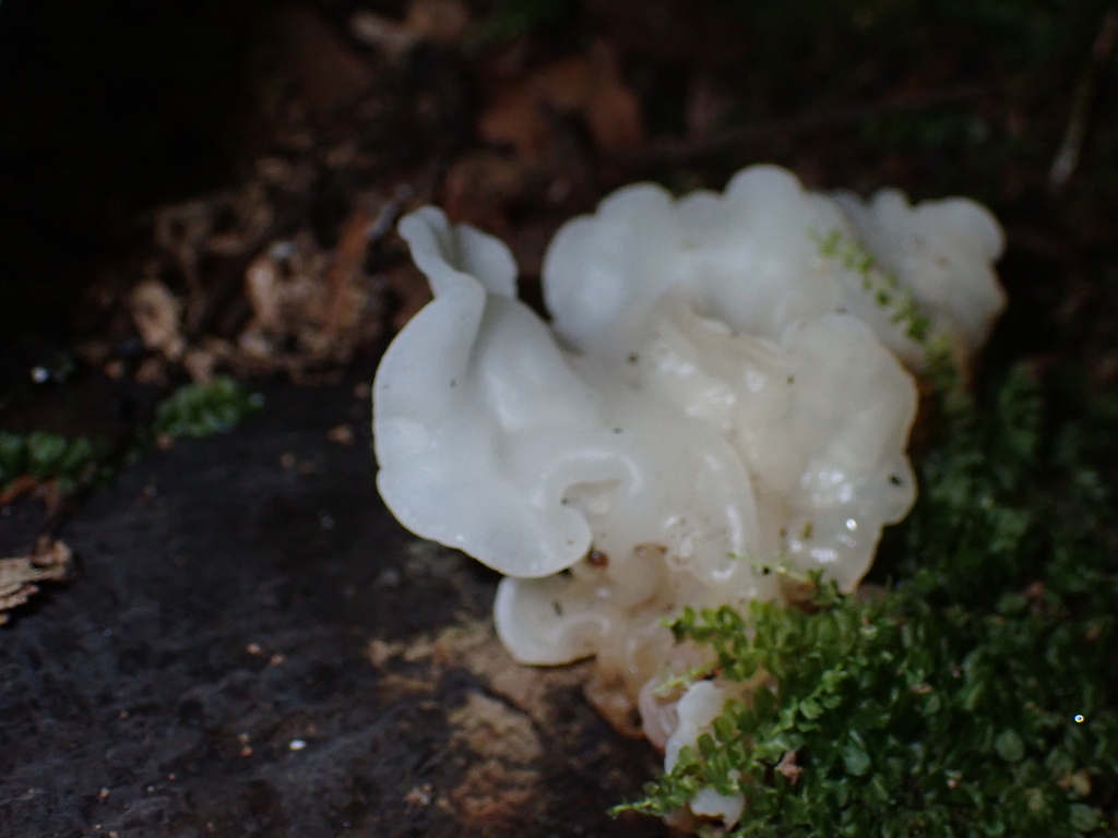 white jelly fungus · July 2026 · photo: Photo: (c) harrier, some rights reserved (CC BY) · iNaturalist