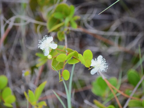 Mosiera longipes