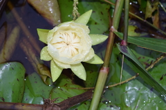 Nymphaea amazonum