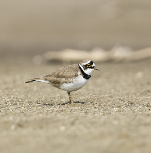 Little Ringed Plover