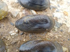 Nodularia douglasiae