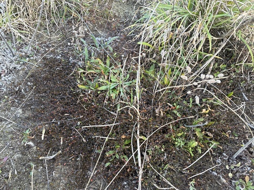 Muehlenbeckia axillaris, photograph 5