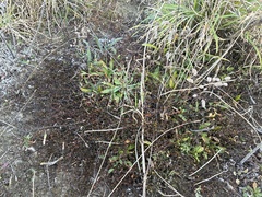 Muehlenbeckia axillaris, photograph author not stated, no rights reserved