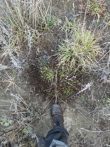 Muehlenbeckia axillaris, photograph 6