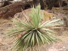 Dasylirion durangense